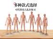 硅胶针灸人体模型：多样尺寸，适配全阶段需求​