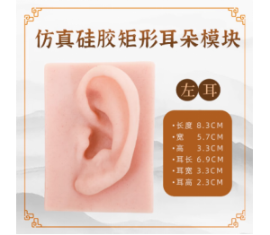 耳朵模型